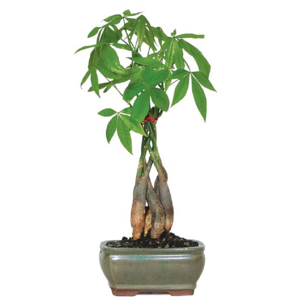 Cây Pachira aquatica Bonsai (Money tree, Cây dẻ cảnh Pháp) chậu nhựa