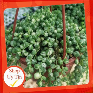 sen đá Hạt ngọc tròn treo var🍏 |FREESHIP| 🔥 XỨ NÓNG, ĐÃ THUẦN KHÍ HẬU, KHOẺ ĐẸP 🍏 LỖI 1 ĐỔI 1