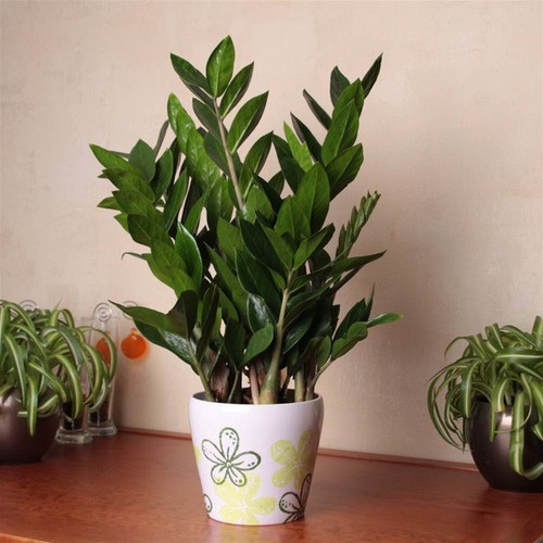 Hạt giống Cây kim tiền ,cây kim phát tài hay cây kiếm tiền tặng viên kích thích nảy mầm
