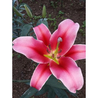 Combo 30 củ tulip
