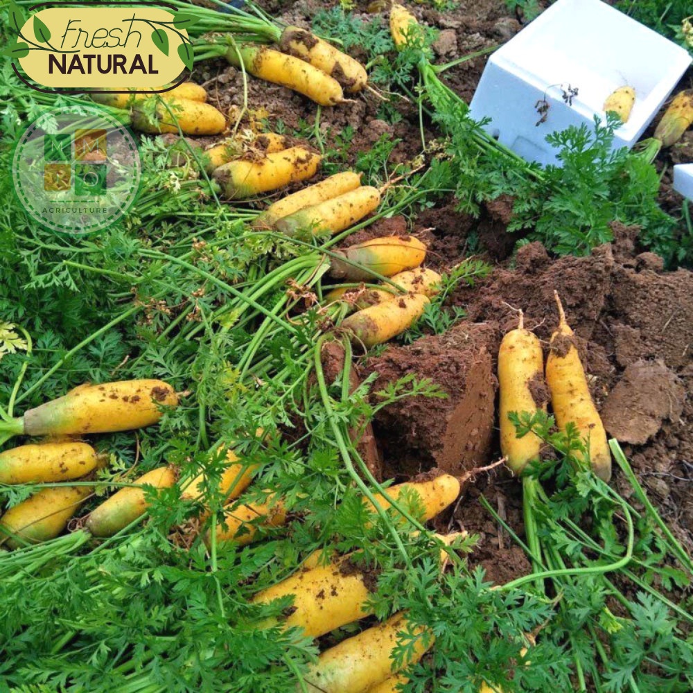 Hạt giống cà rốt vàng Hàn Quốc