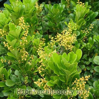 cây giống HOA NGÂU