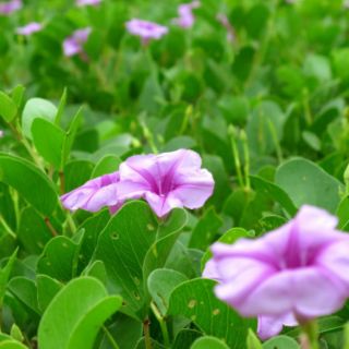 Muống biển khô 1kg