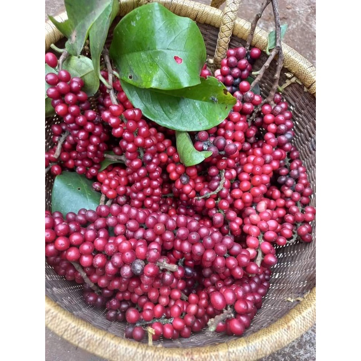 Cây Giống chòi mòi