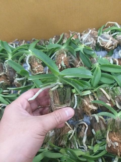 Hoa phong lan ngọc điểm giống - Hoa lan đai châu giống