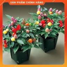 HẠT GIỐNG ỚT NGŨ SẮC GÓI 20-30 HẠT
