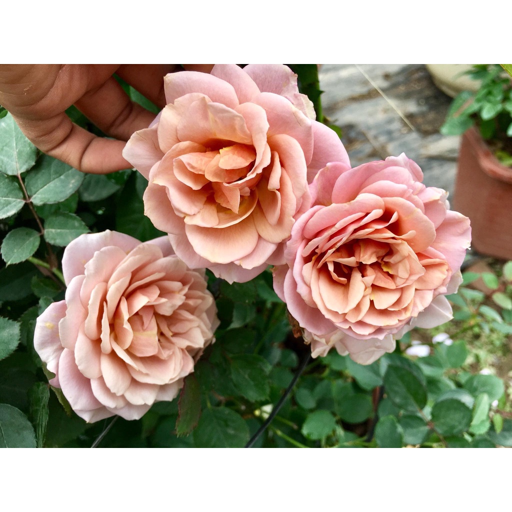 Hoa hồng ngoại Coffee Iori cực đẹp giống mới ra lò-Hoangoaimelinh