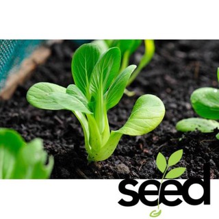 [Miễn Phí Vân Chuyển] 10 Gram Hạt Giống Cải Thìa Bẹ Lớn, Ngọt