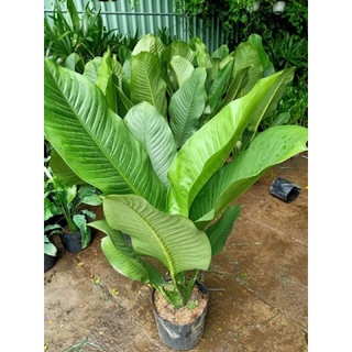 Cây đại Phú gia / Đại hoàng Phú