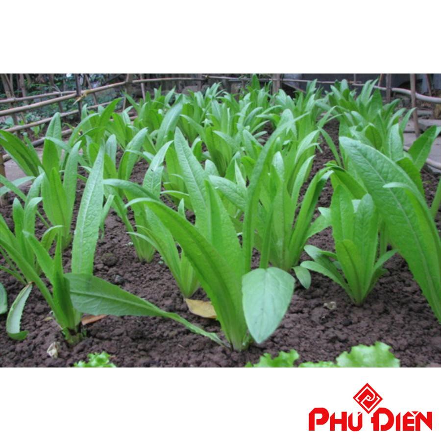 hạt giống rau diếp thơm 5 gram  PHÚ ĐIỀN