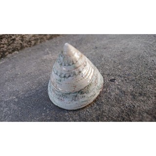 Vỏ ốc biển đẹp