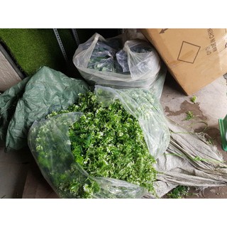 cỏ điểm 100gram