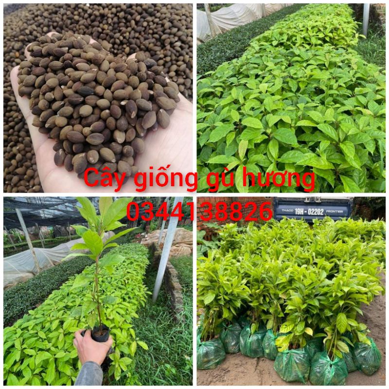 Cây Giống Gù Hương, Xá Xị ( Mua 10 Tặng 1)