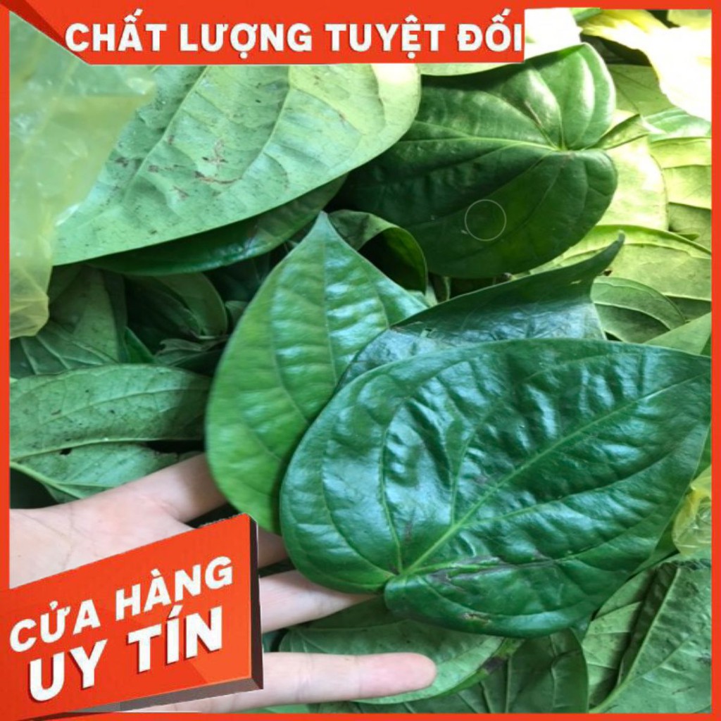 500 gram Lá trầu không (Tươi - Khô)