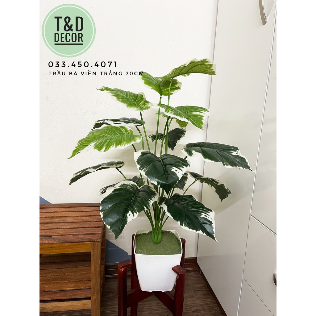 Trầu bà viền trắng 70cm - cây hoa giả decor