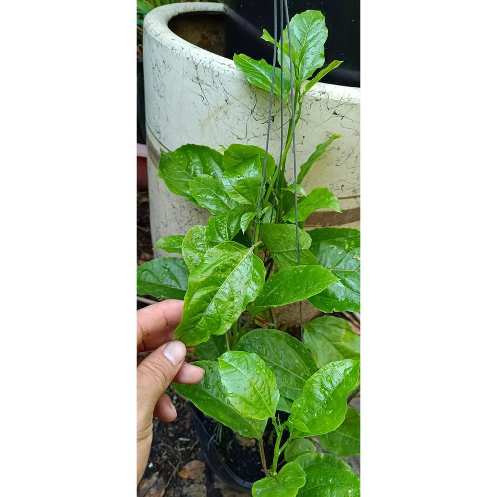 chanh leo - chanh dây trái tím - Passiflora edulis
