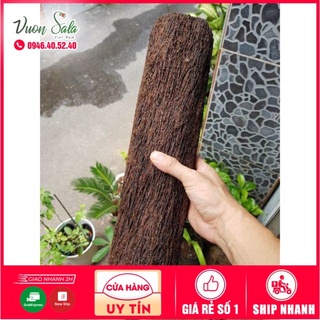 Dớn trụ trồng lan