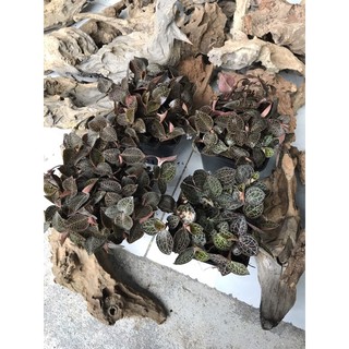 Chậu mềm JEWEL ORCHID ( LAN KIM TUYẾN, LÁ KIM CƯƠNG )