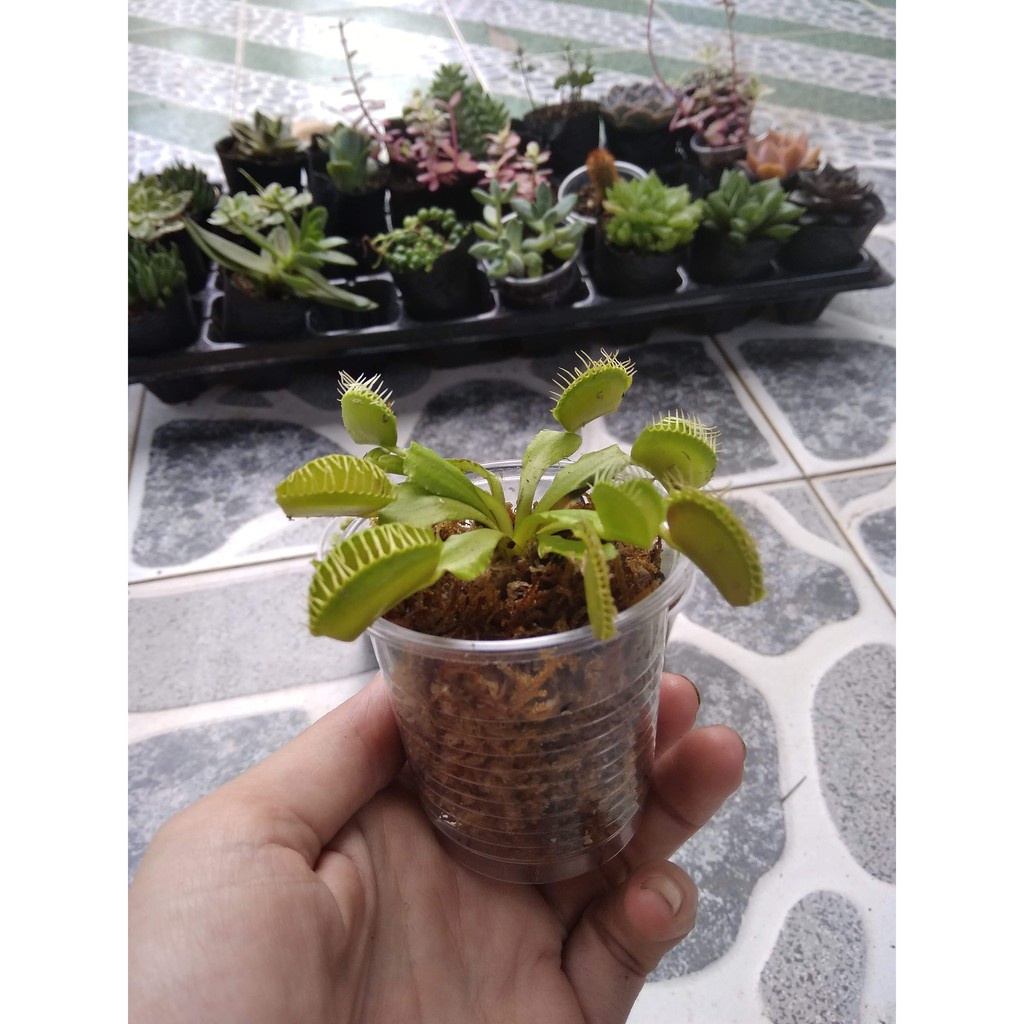 Cây ăn thịt non mới mọc