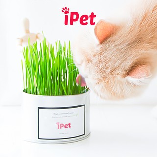 NHUNGXINHGAI [GIAO HÀNG NHANH] Hạt Giống Cỏ Mèo - iPet Shop nhungxinhgai