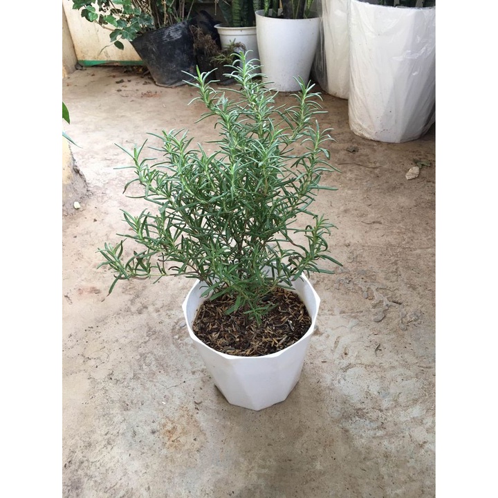 CHẬU NHỰA TRỒNG HOA CÂY CẢNH ĐỂ BÀN HÌNH KIM CƯƠNG