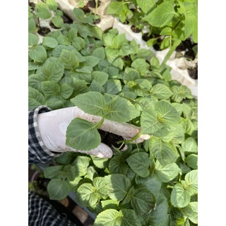 Cây giống lá mè Hàn Quốc