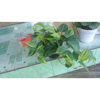 trầu bà Brazil