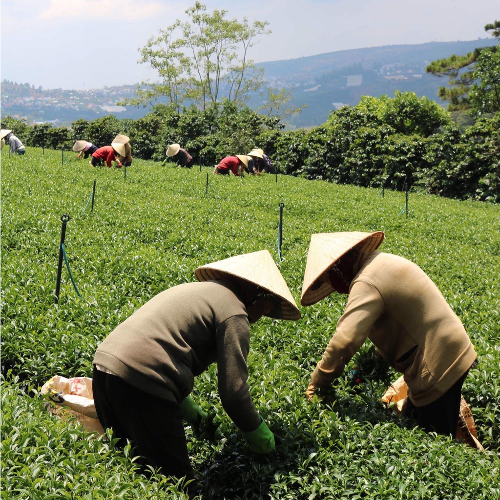Trà Ô Long Cầu Tre - Việt Nam Danh Trà
