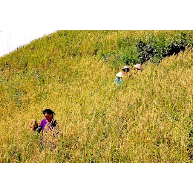 Nêp nương lào 1kg chuẩn loại 1 siêu dẻo, ăn không ngán