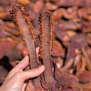 NẤM TÍCH DƯƠNG KHÔ RỪNG TỰ NHIÊN 500gr (hình thật)