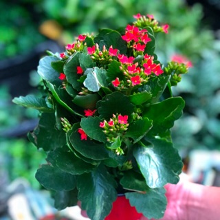 Chậu Sống Đời Hoa đỏ cánh đơn - Hasfarm