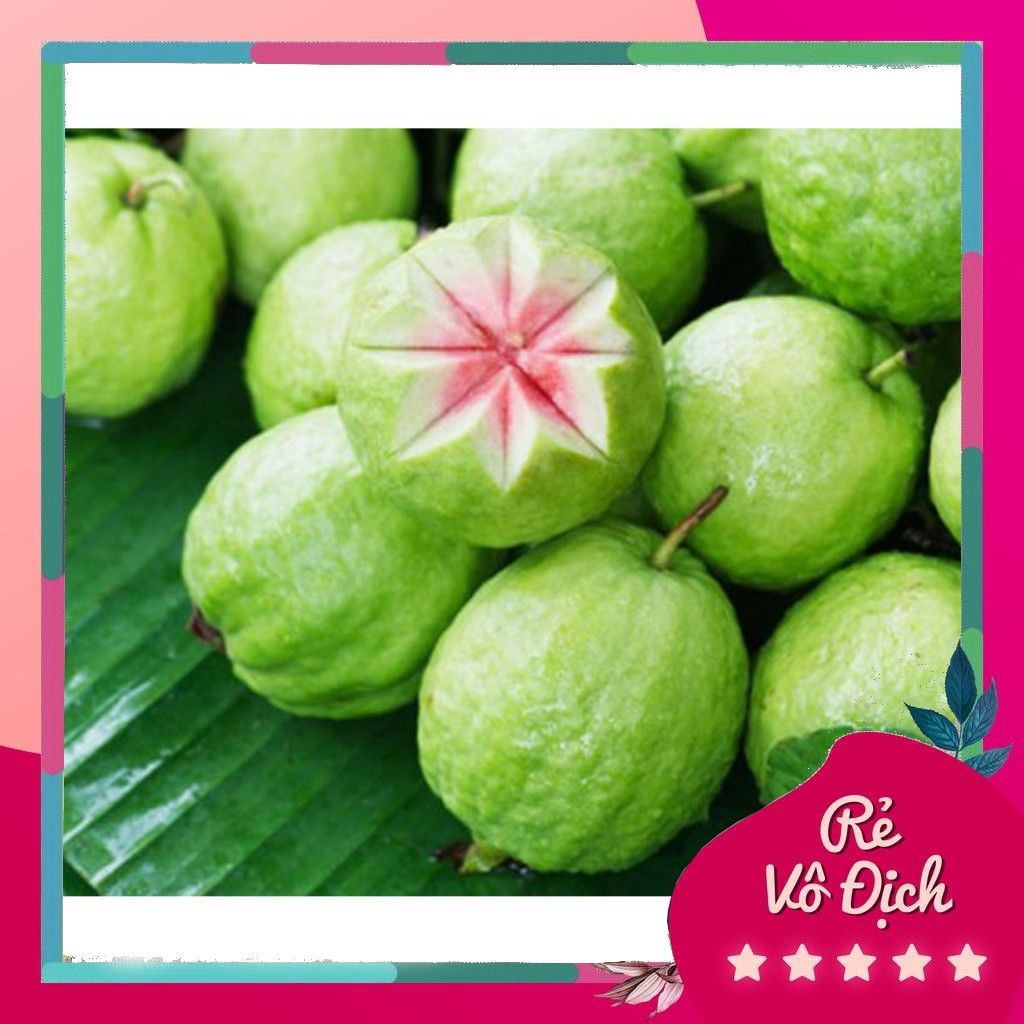 Cây giống ổi Ruby, giống ổi ruột đỏ độc lạ năng suất cao, cây giống nhập ngoại rất khỏe, phù hợp khí hậu nhiều vùng