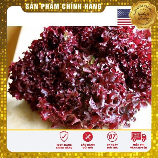 Hat giống rau xà lách xoăn tím 5GR USA