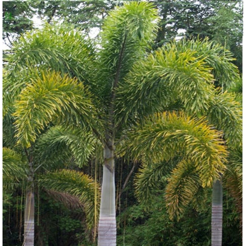 Cau đuôi chồn  giống 40cm