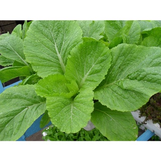 HG Cải bẹ Lùn Chuẩn Hà Lan