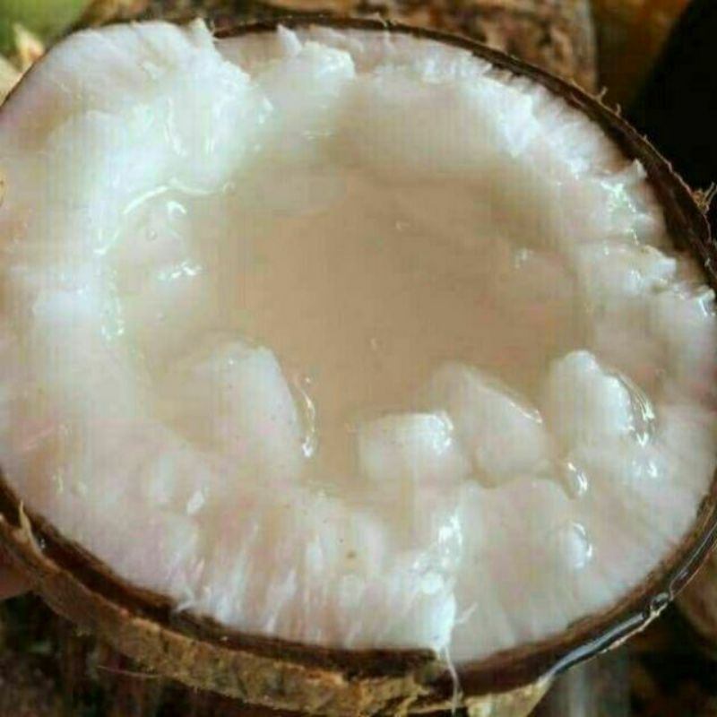 Dừa sáp 170k/1 cây