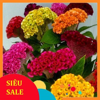 100 hạt giống hoa mào gà búa vietphat