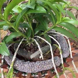 10 túi lưới phân dê 20cm bón phong lan