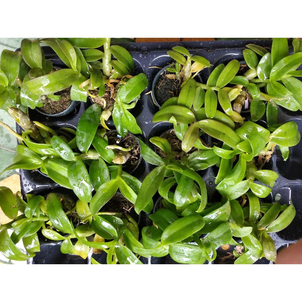 [FREESHIP TỪ 50K] Trầm lai phi điệp cốc giông