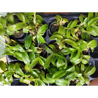 [FREESHIP TỪ 50K] Trầm lai phi điệp cốc giông
