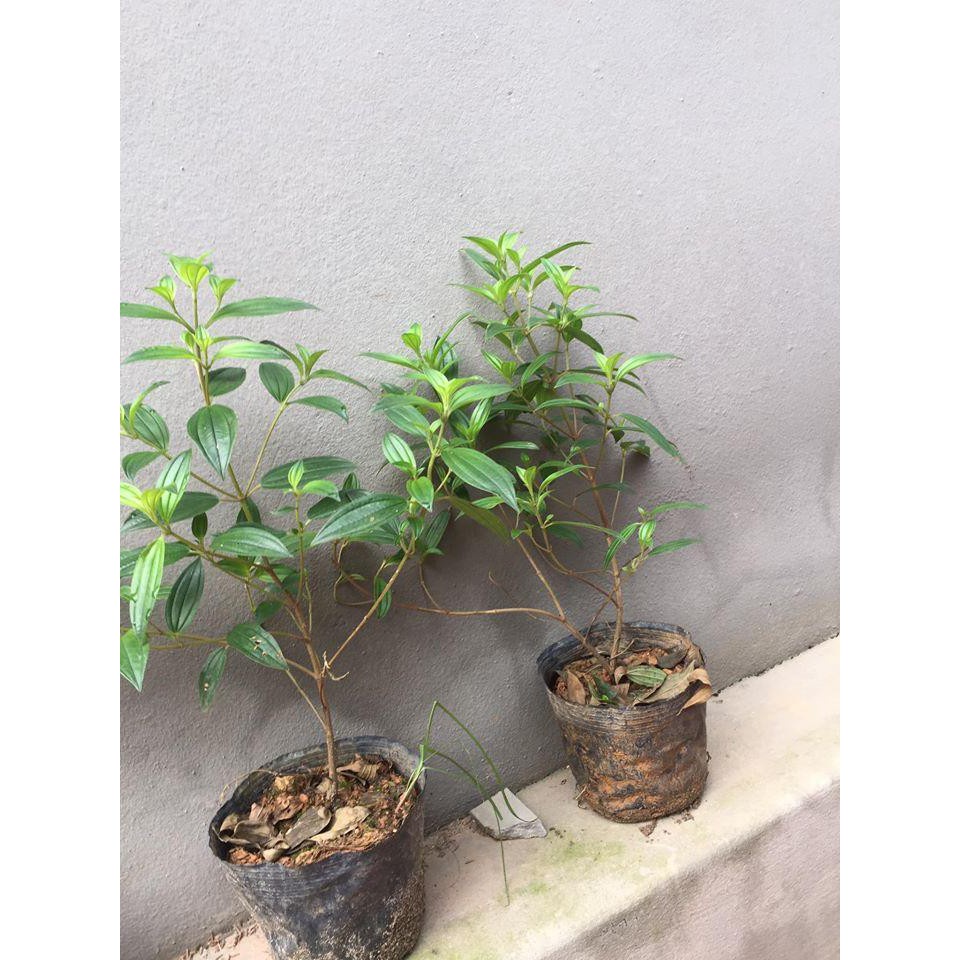 CÂY GIỐNG HOA SIM THÁI CẢNH SIÊU ĐẸP 981SP PV