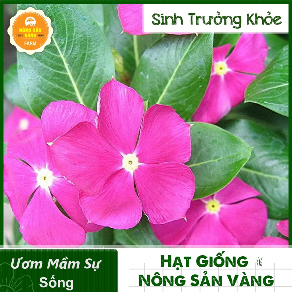 Hạt giống Hoa Dừa Cạn Đứng Nhiều Màu ( Gói 50 Hạt ) - Nông Sản Vàng