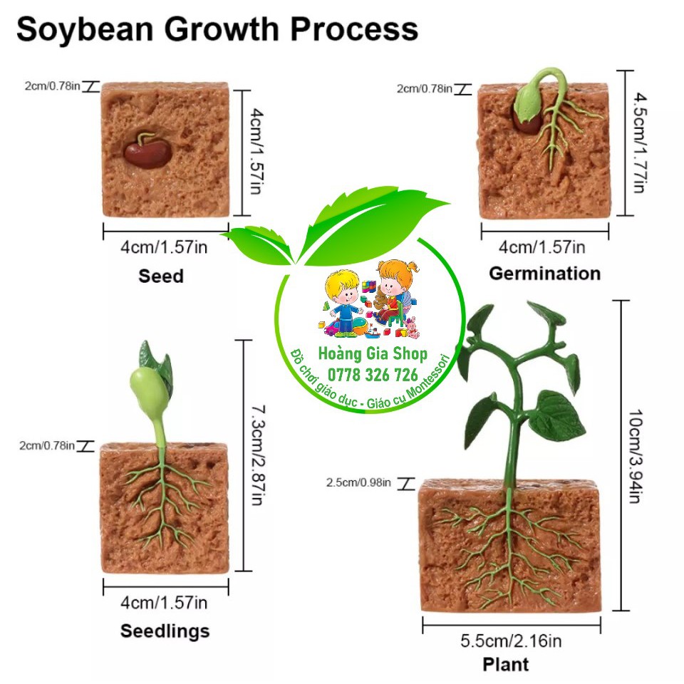 Mô hình vòng đời nảy mầm của hạt - Vòng đời cây đậu