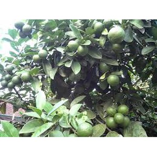 Cây Chanh Tứ Quý Chanh Chiết