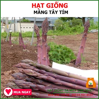 Hạt Giống Măng Tây Tím Ngọt Mềm Chịu Nhiệt