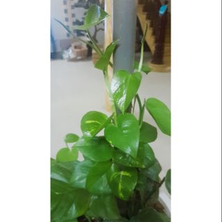 Cành trầu bà leo giống y hình ( 25cm~, kích thước tùy chọn )