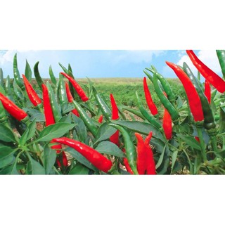 30 Hạt giống ớt chỉ thiên