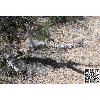 Lũa xương rồng Nam Mĩ Cholla Cactus