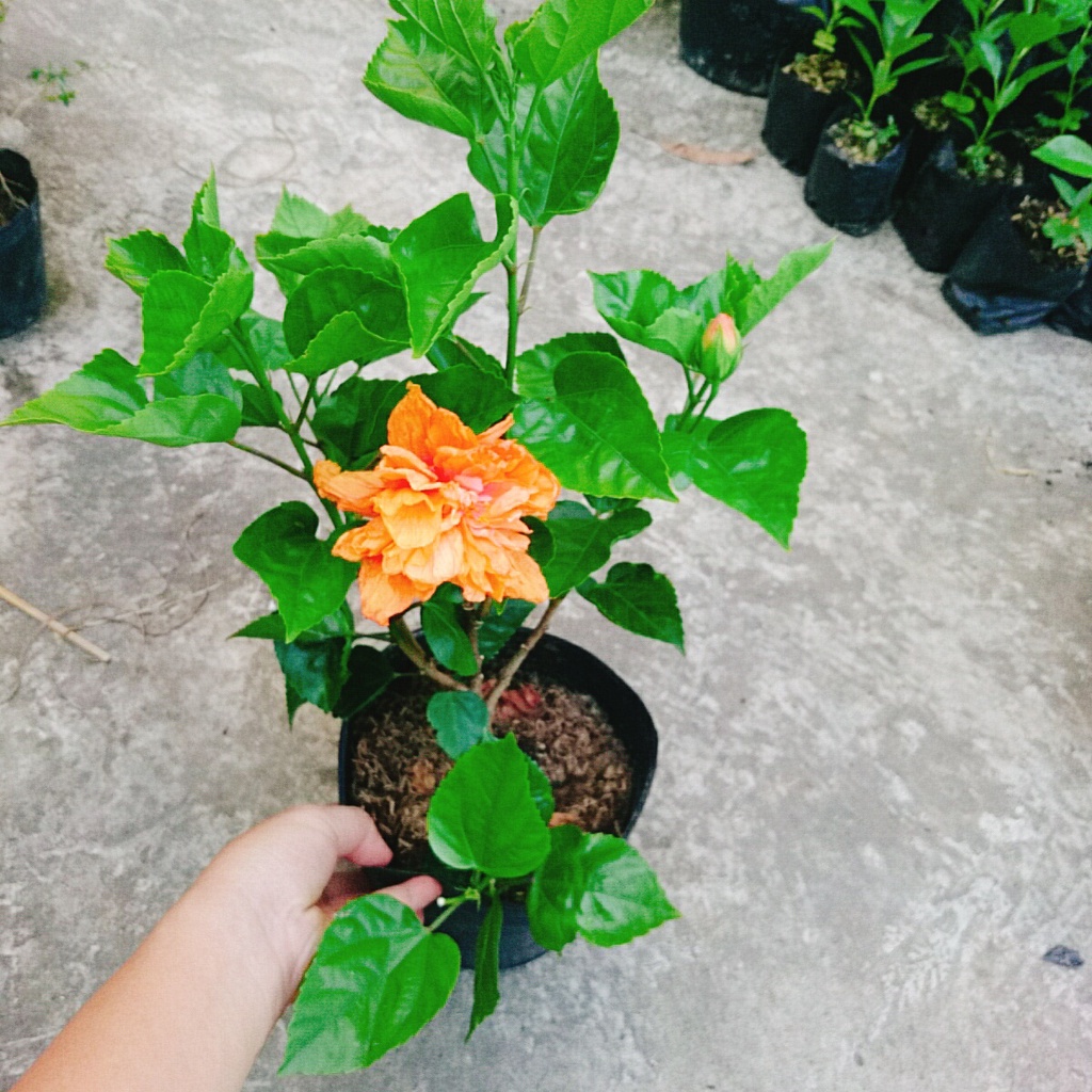 Cây Hoa Dâm Bụt cánh kép  - cây cảnh trong nhà - caykiengsadec