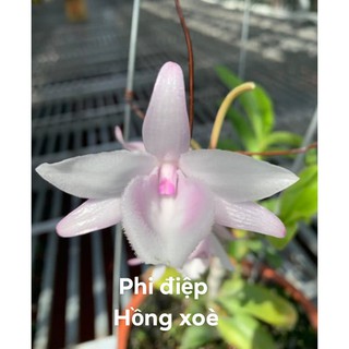 [Rẻ Vô Địch] Phi Điệp Hồng Xòe( cây con giống hàng gieo hạt)